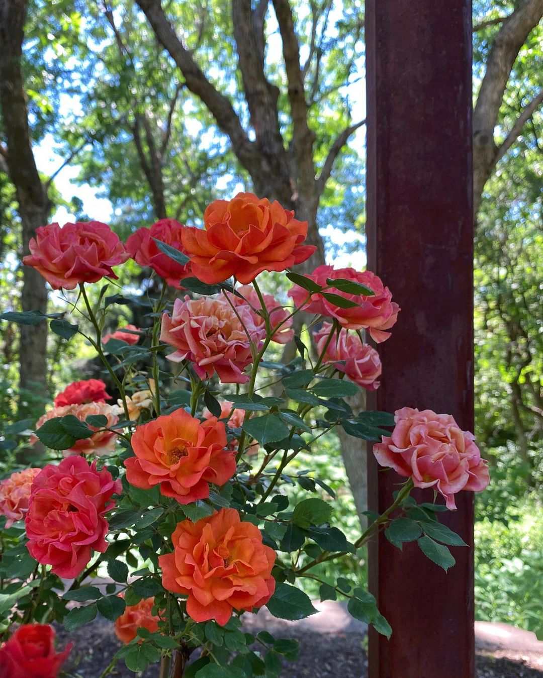 multicolor rosebush
